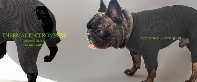 USHH_Italiangreyhound