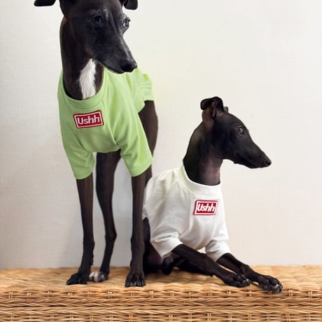 BOXLOGO cooling T-shirts .White//ﾎﾞﾂｸｽﾛｺﾞｸｰﾘﾝｸﾞTｼｬﾂ.ホワイト