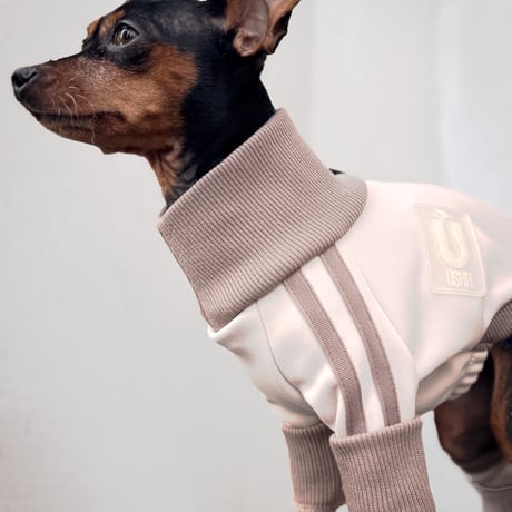 USHH_Italiangreyhound USHH_Italiangreyhound