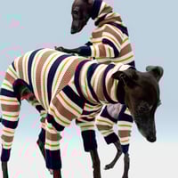 USHH_Italiangreyhound