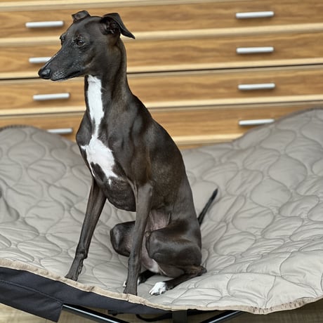 QUILTING DOG COT  :<MOCA KHAKI> // キルティングドッグコット: <モカカーキ>