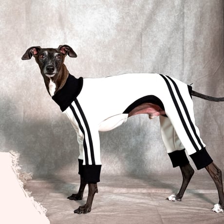 USHH_Italiangreyhound USHH_Italiangreyhound