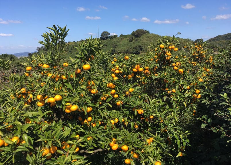 有機JAS認証】ぶさいくミカン BUSAIKU MIKAN 豊福 7kg | 右田