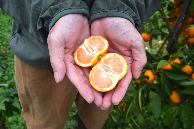 mikannn★ページ みかんページ みかんページ ミカン様 ミカン様 蜜柑様 レビュー】ZX