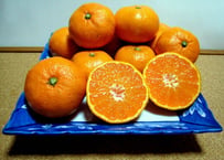 【有機JAS認証】ぶさいくミカン　BUSAIKU MIKAN　青島　7kg