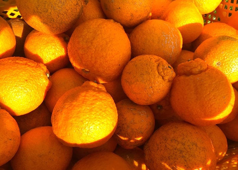 ドライ不知火 20g | 右田柑橘 オンラインストア