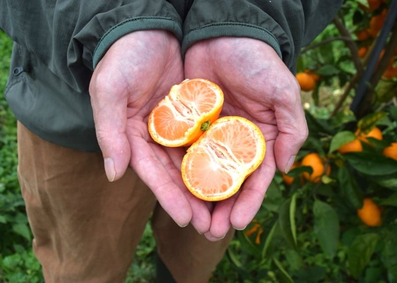 右田さんちのスイートスプリング （スイートスプリング） 4kg | 右田