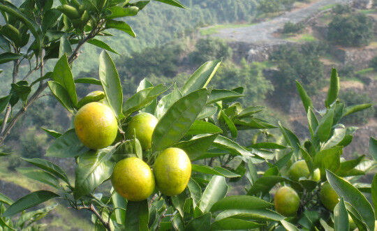 有機JAS認証】ぶさいくミカン BUSAIKU MIKAN 肥のあかり 3kg | 右田柑橘