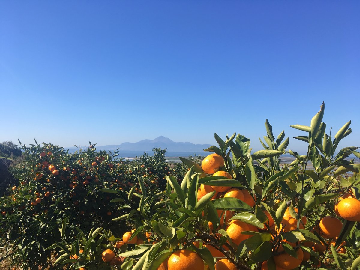 有機JAS認証】ぶさいくミカン BUSAIKU MIKAN 青島 3kg | 右田柑橘 オン