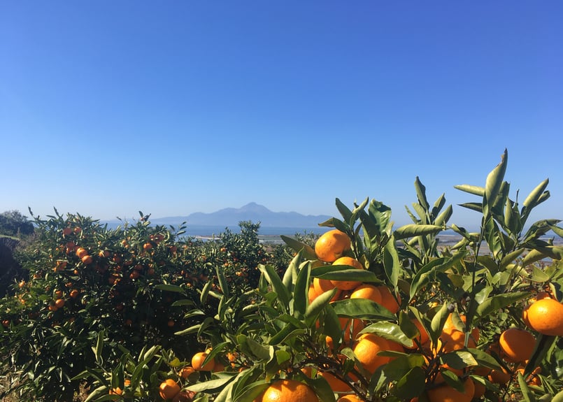 専用、速達5点】ピンクミカンス 斑入り(安心の発根活着済み) 専用、速達