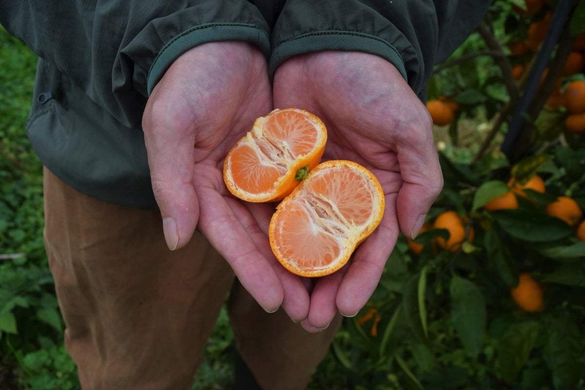 ふくみさん　R6年収穫 鹿児島県産直 13℃一定保存 25kg 有機JAS認証】ぶさいくミカン BUSAIKU MIKAN 豊福 7kg | 右田