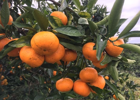 【有機JAS認証】ぶさいくミカン　BUSAIKU MIKAN　豊福　3kg