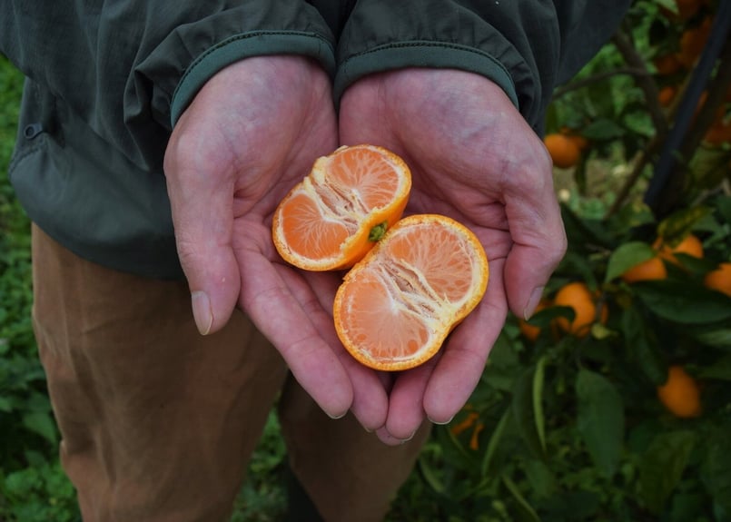 有機JAS認証】ぶさいくミカン BUSAIKU MIKAN 肥のみらい 3kg | 右田柑橘