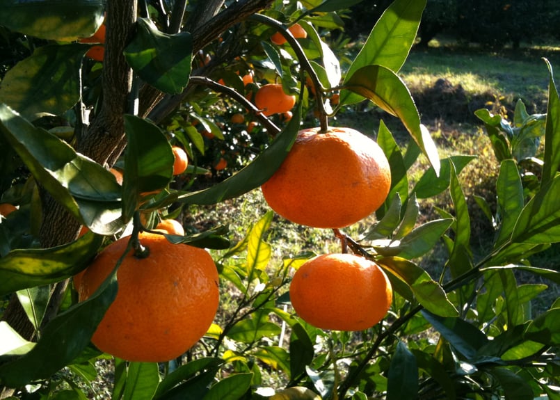 有機JAS認証】ぶさいくミカン BUSAIKU MIKAN 肥のみらい 7kg 有機JAS認証】ぶさいくミカン BUSAIKU MIKAN 肥のみらい 7kg