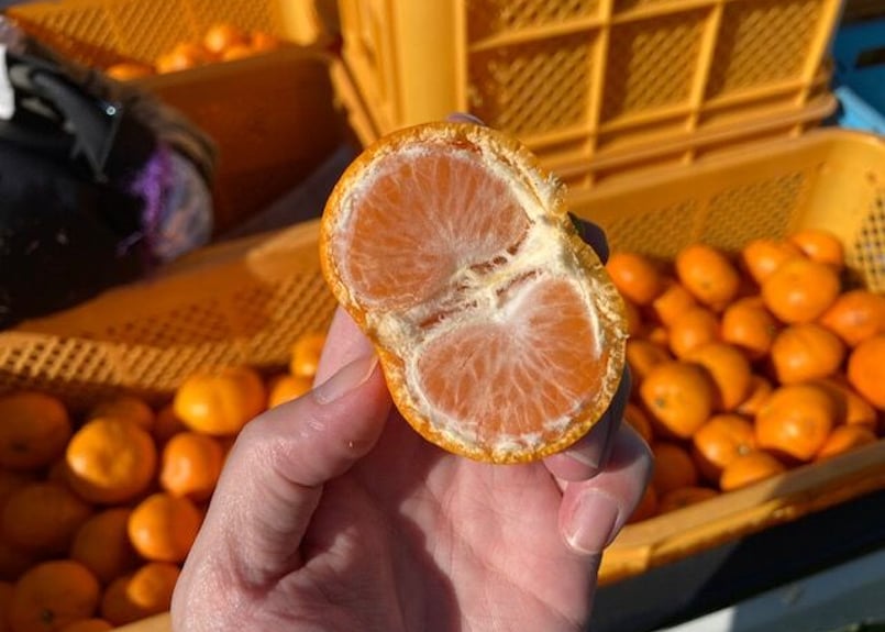 Yuseiストア確認用 有機JAS認証】ぶさいくミカン BUSAIKU MIKAN 肥のみらい 3kg | 右田柑橘