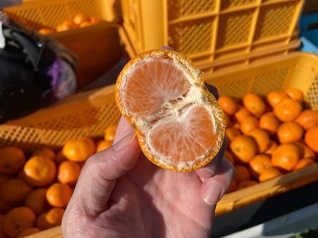 有機JAS認証】ぶさいくミカン BUSAIKU MIKAN 肥のみらい 3kg | 右田柑橘