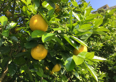 【有機JAS認証】右田さんちの河内晩柑（河内晩柑）2.3kg