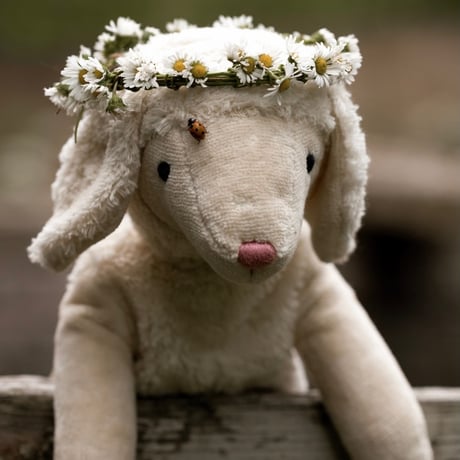 Floppy Animal Sheep White ( Small ) / SENGER Naturwelt  [ゼンガーナチュウェルト ファーストトイ 洗える 羊 ぬいぐるみ ]
