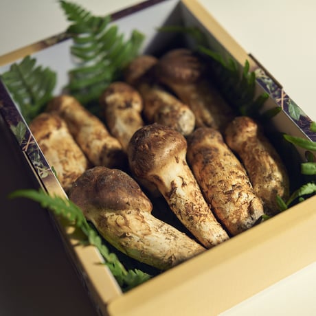 山形県置賜産　松茸つぼみ（小、中）詰合せ