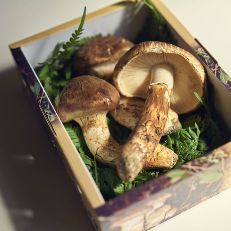 山形県置賜産　松茸ひらき詰合せ