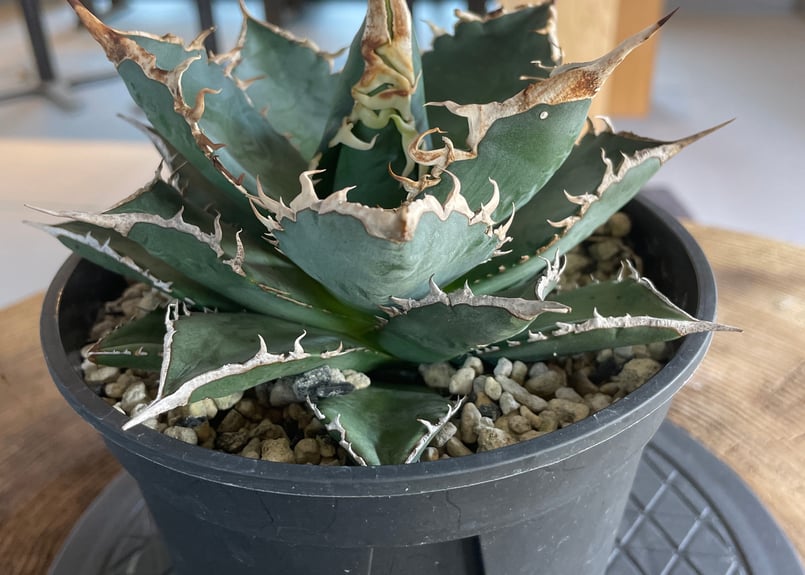 Agave.titanota neptune | admire