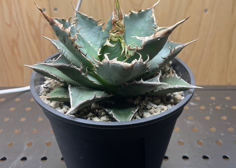 agave titanota Neptune アガベ チタノタ ネプチューン Agave.titanota neptune | admire