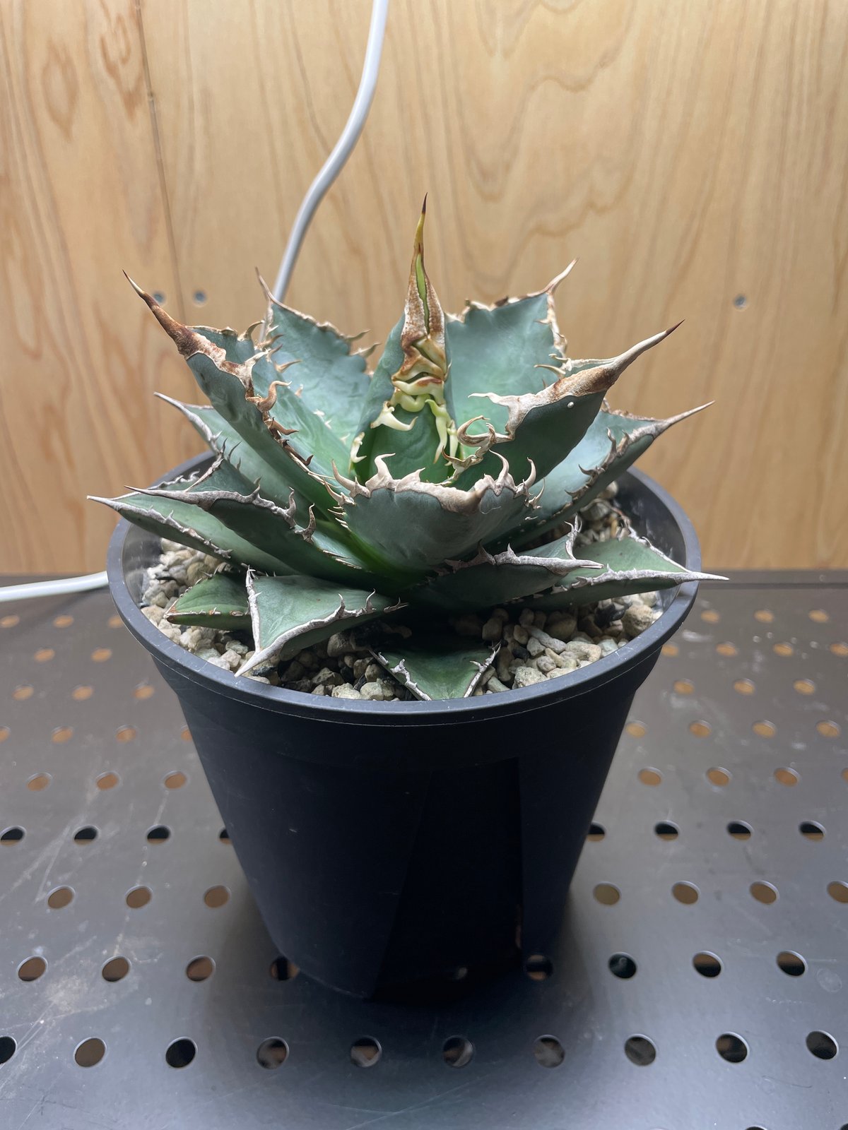 agave titanota Neptune アガベ チタノタ ネプチューン fit=scale-down,w=1200