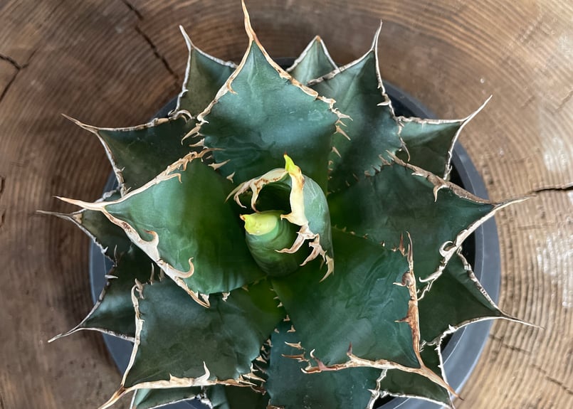 Agave titanota neptune | admire