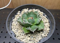Agave.titanota neptune | admire