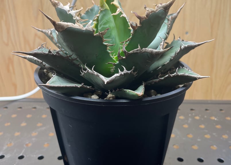 Agave titanota neptune | admire