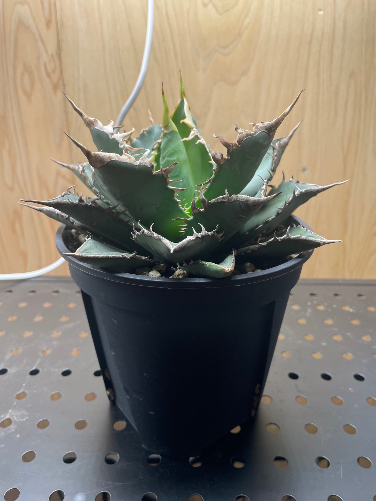 agave titanota Neptune アガベ チタノタ ネプチューン agave titanota Neptune アガベ チタノタ ネプチューン