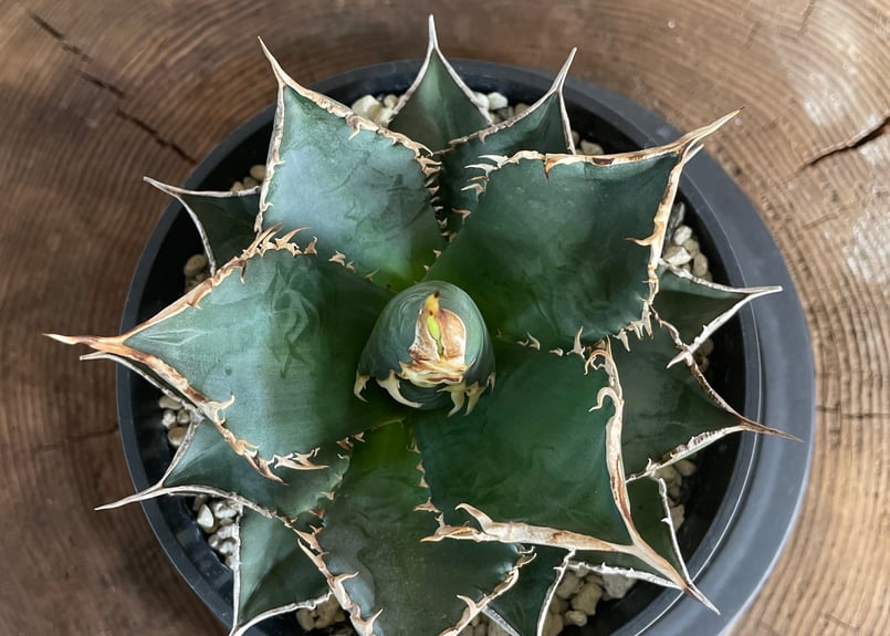 Agave.titanota neptune | admire