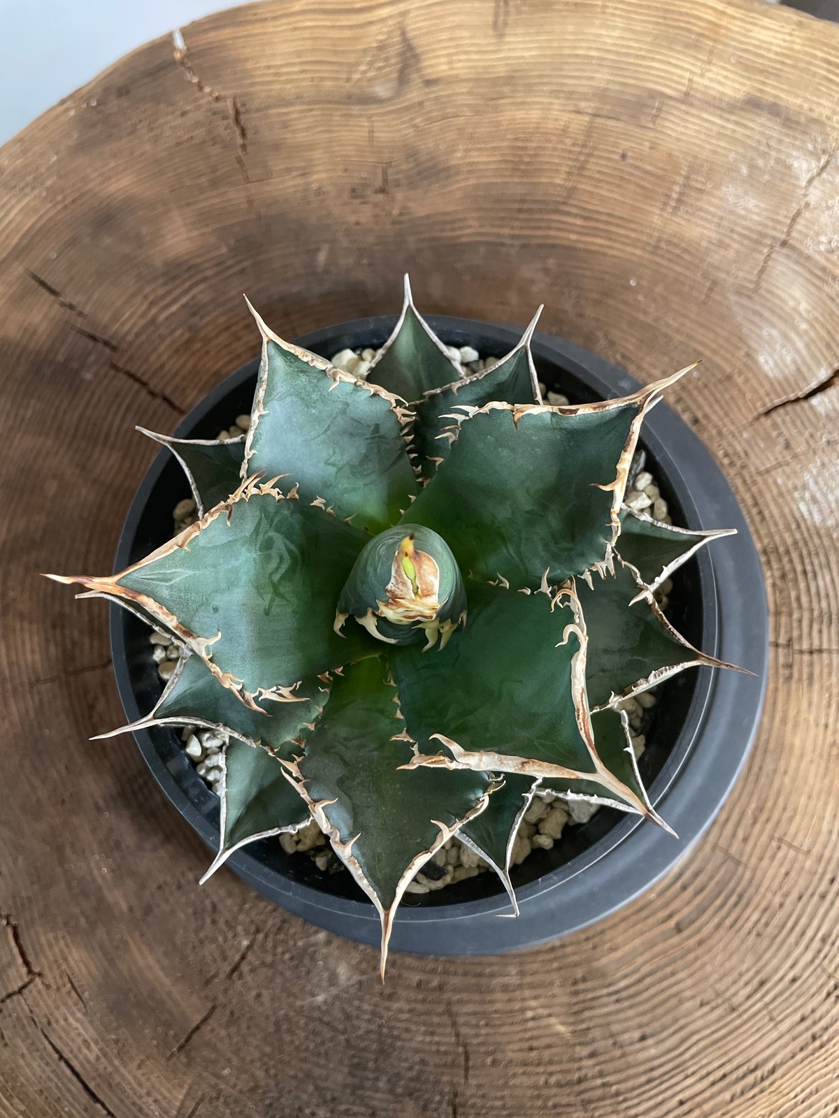 特価 agave titanota Neptune アガベ チタノタ fit=scale-down,w=1200