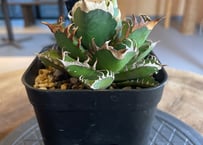 Agave titanota neptune | admire