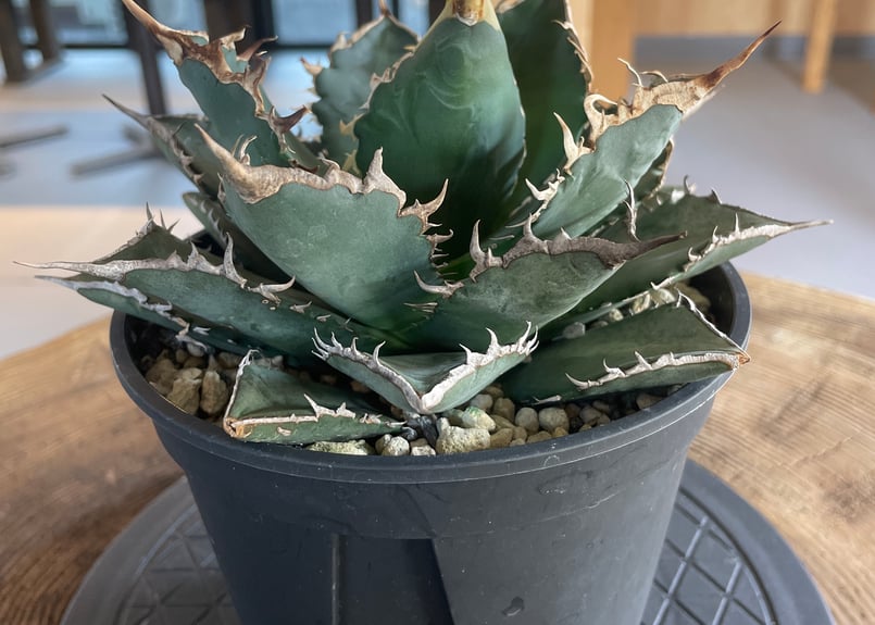 Agave titanota neptune | admire