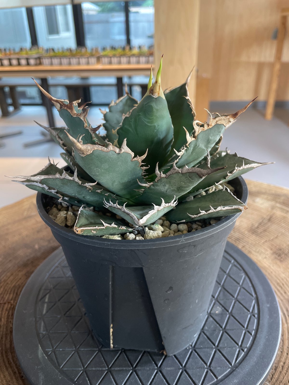 agave titanota Neptune アガベ チタノタ ネプチューン fit=scale-down,w=1200