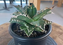 agave titanota Neptune アガベ チタノタ ネプチューン fit=scale-down,w=1200