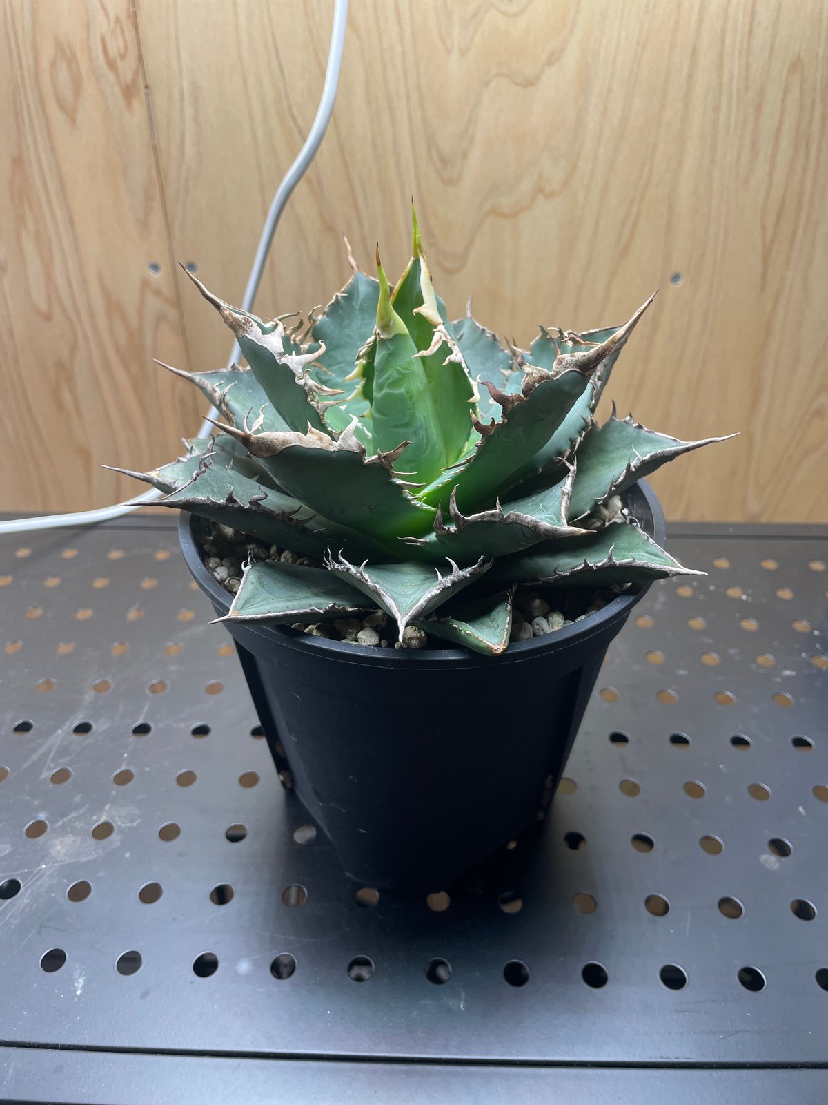 Agave titanota neptune | admire