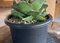 Agave.titanota neptune | admire