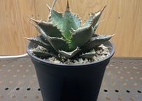 Agave titanota neptune | admire