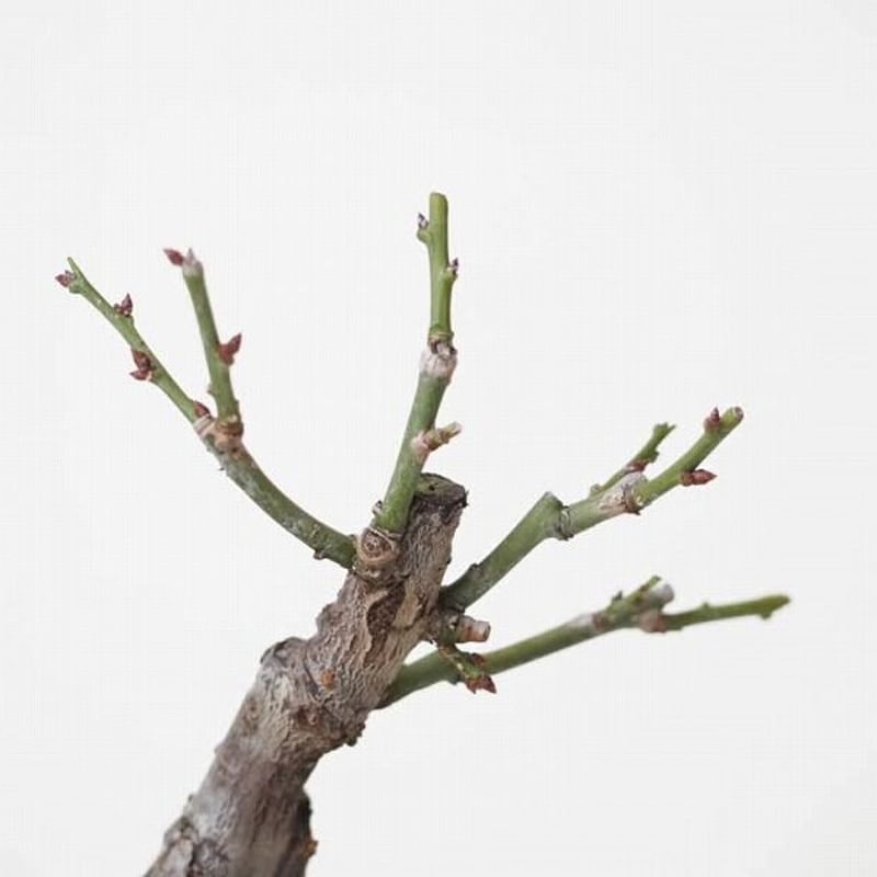 ミニ盆栽 梅 白花 樹高13cm | 盆栽なんごくオンラインストア ミニ盆栽 梅 白花 樹高13cm | 盆栽なんごくオンラインストア