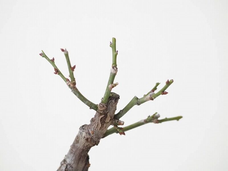 ミニ盆栽 梅 白花 樹高13cm | 盆栽なんごくオンラインストア ミニ盆栽 梅 白花 樹高13cm | 盆栽なんごくオンラインストア