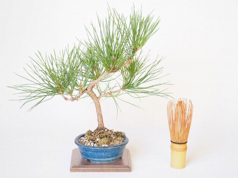 黒松 樹高23cm | 盆栽なんごくオンラインストア 黒松 樹高23cm | 盆栽なんごくオンラインストア