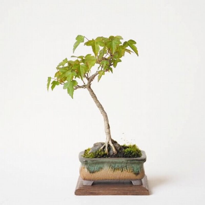 石付きカエデ 樹高15cm | 盆栽なんごくオンラインストア 石付きカエデ 樹高15cm | 盆栽なんごくオンラインストア