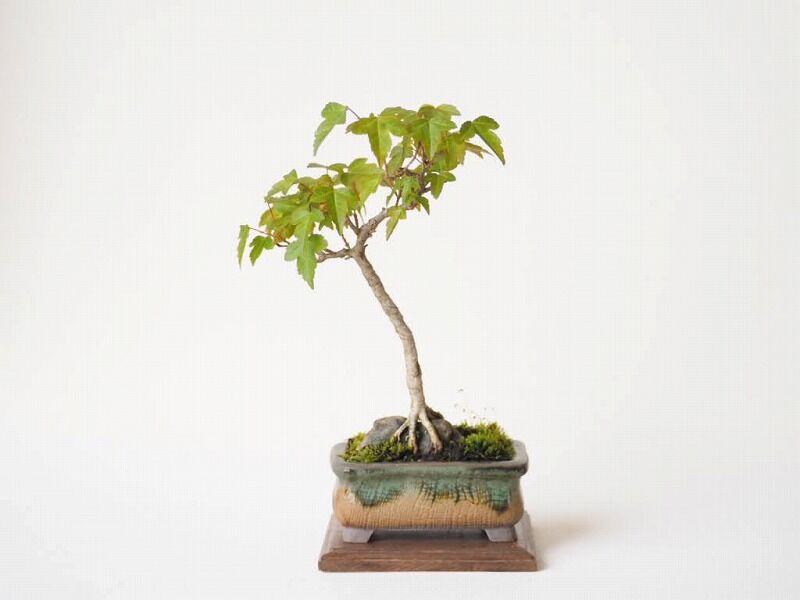 石付きカエデ 樹高15cm | 盆栽なんごくオンラインストア