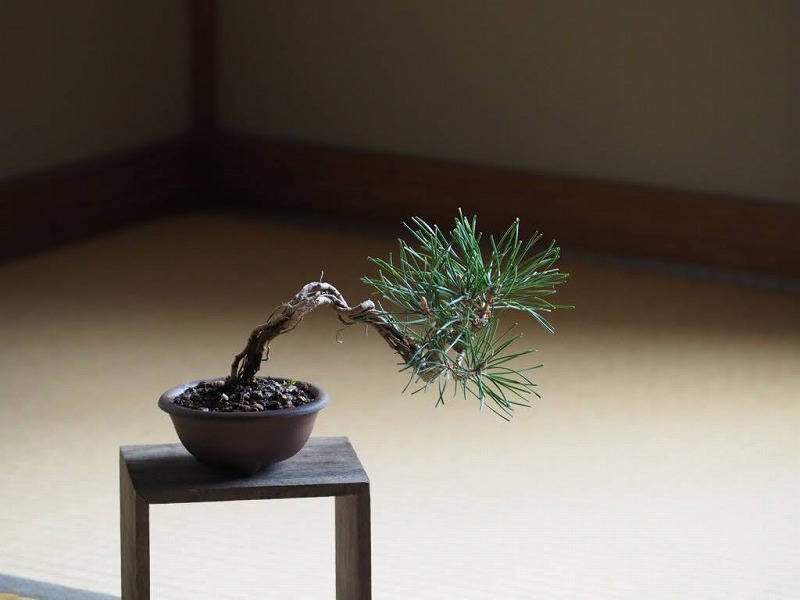根上がり黒松 樹高13cm | 盆栽なんごくオンラインストア 根上がり黒松 樹高13cm | 盆栽なんごくオンラインストア