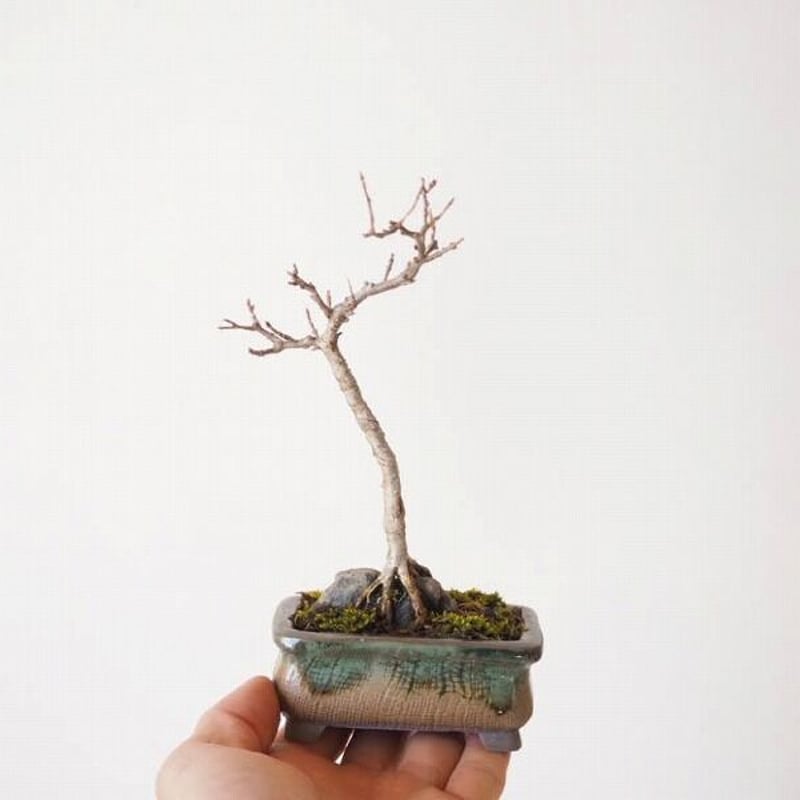 石付きカエデ 樹高15cm | 盆栽なんごくオンラインストア 石付きカエデ 樹高15cm | 盆栽なんごくオンラインストア