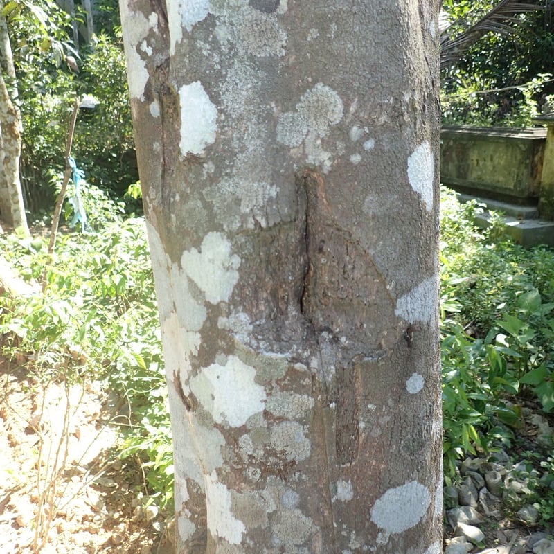 上沈香の粉末原料（線香・練香・抹香用）50g インドネシア産 | ICHI