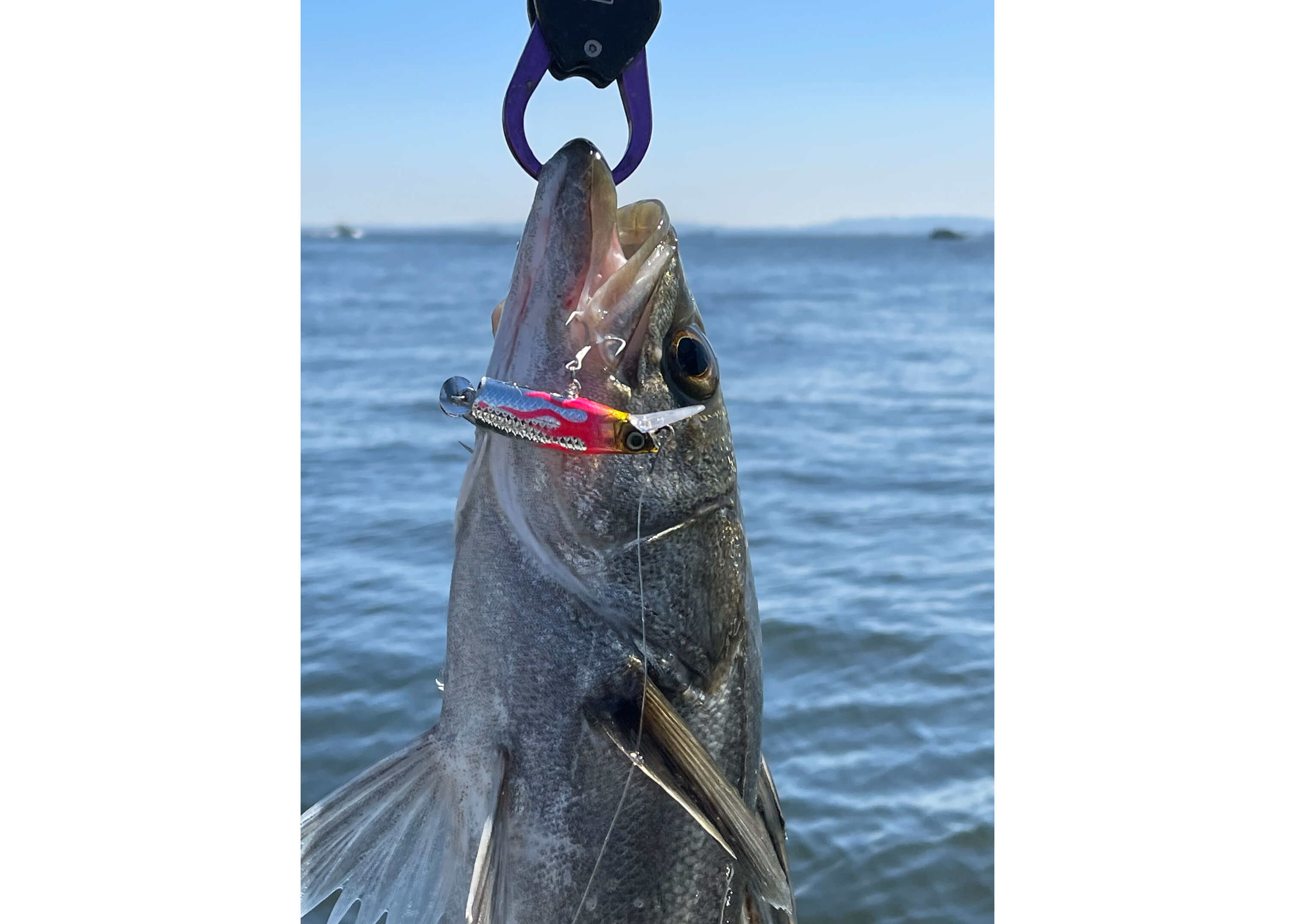 I.B.Minnow Jet Joint 83mm 10g｜流れを探る実戦型ジョイントミノー