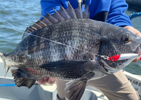 Keel Jig 24g｜SLJ対応 軽快スイミングジグ